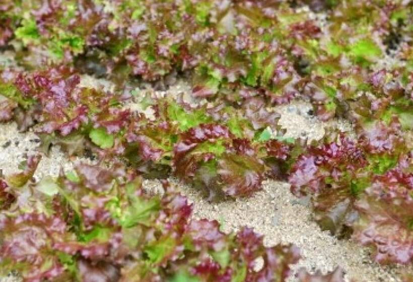 Jeongseon Ttobagi Condo Pension