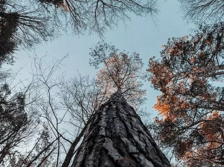 Bains De Forêt   Lodge Cosy & Spa