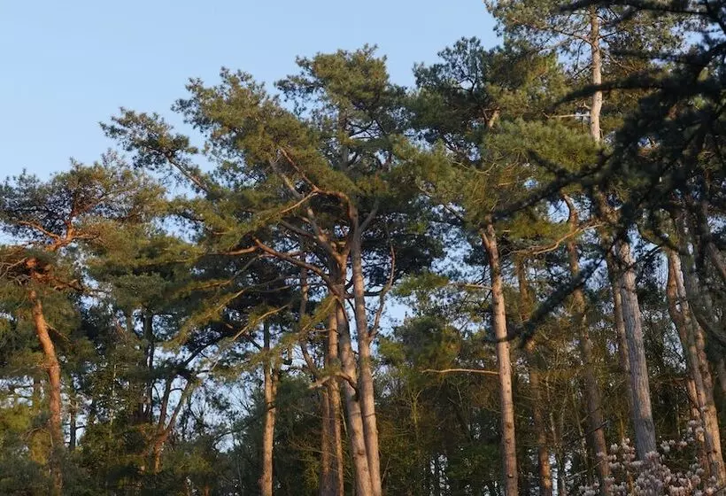 Bains De Forêt   Lodge Cosy & Spa