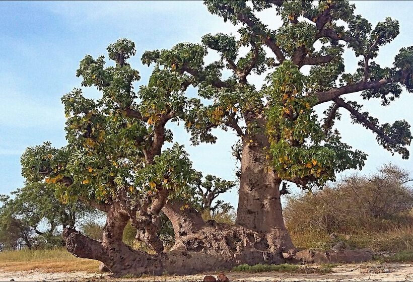 پانسیون Nino Ranch Lodge