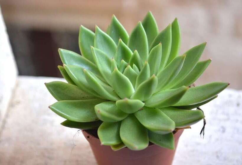 بنسيون Studio In