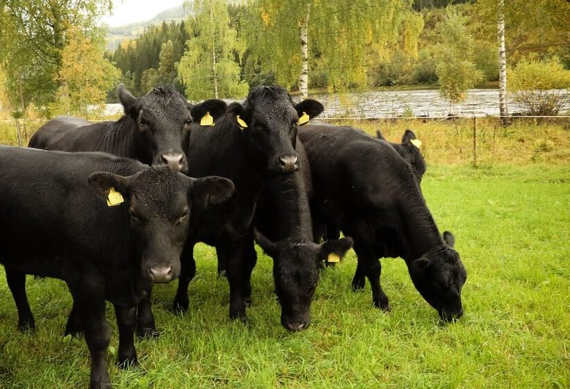 فندق Piltingsrud Gards