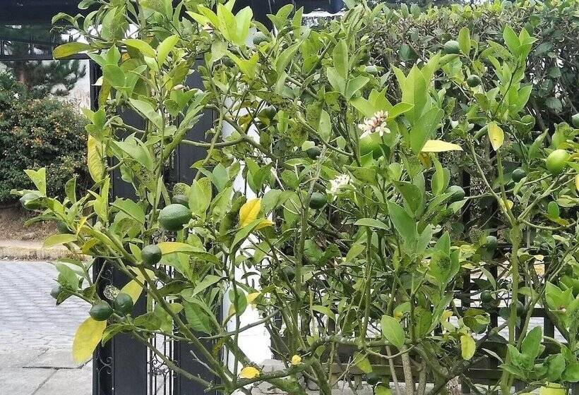 Pension Chesters B&b