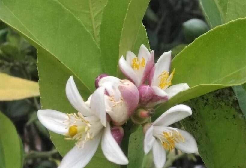 Pension Chesters B&b