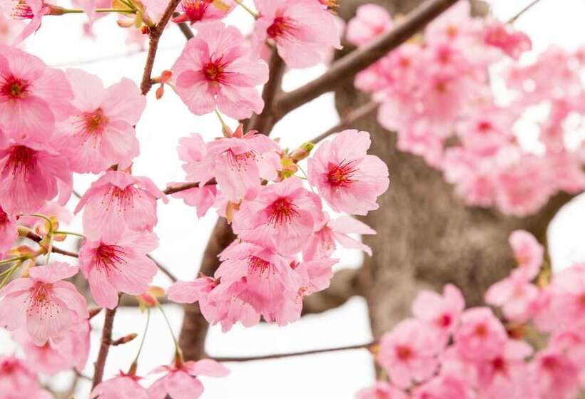 Pansiyon Yufuin Akarinoyado