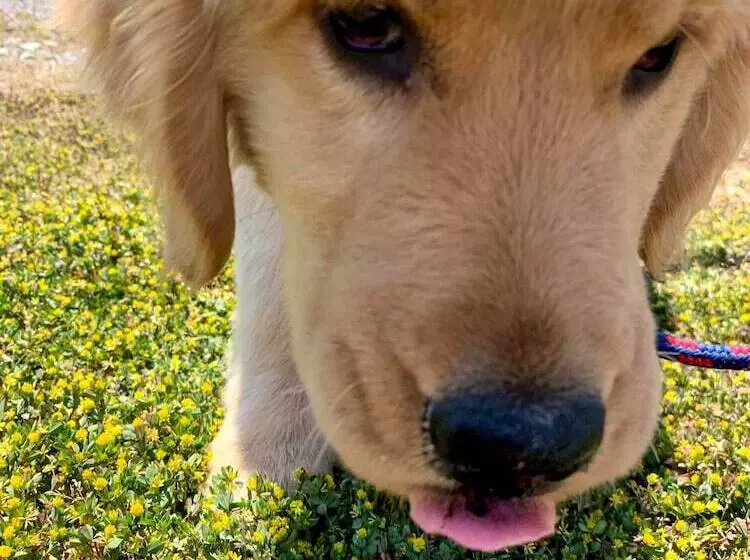 Majatalo Yufuin Akarinoyado