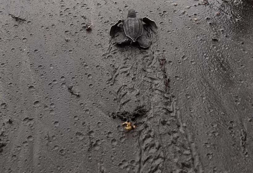 Rosalie Bay Eco Resort & Spa