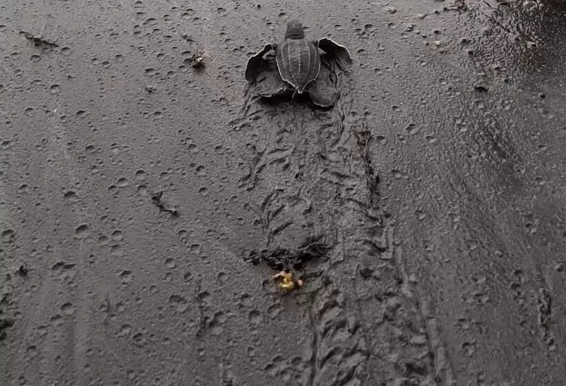 Rosalie Bay Eco Resort & Spa