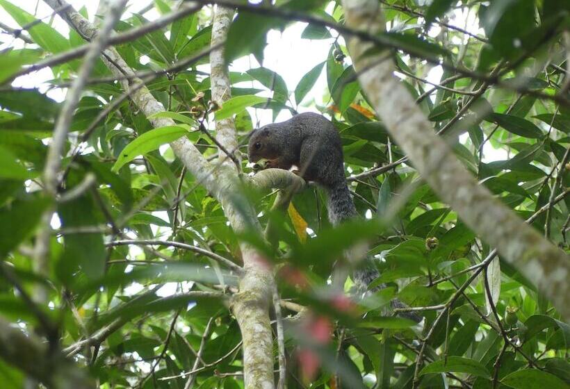 ホテル Amani Forest Camp Emau Hill