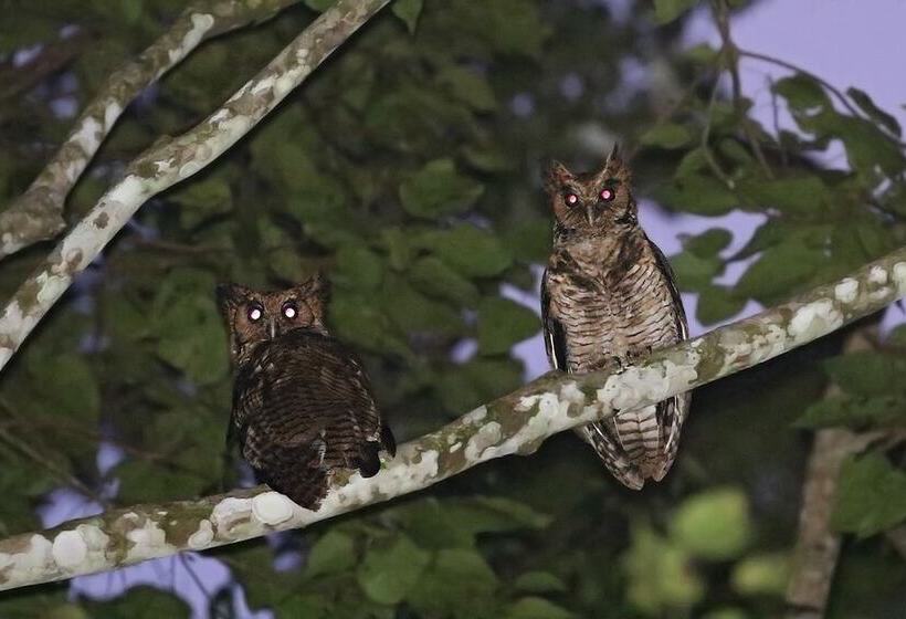 ホテル Amani Forest Camp Emau Hill