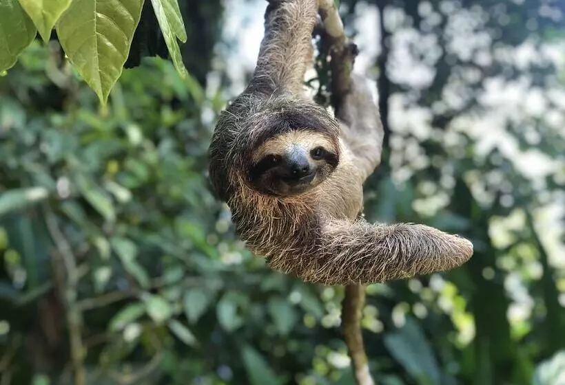 ホテル La Loma Jungle Lodge