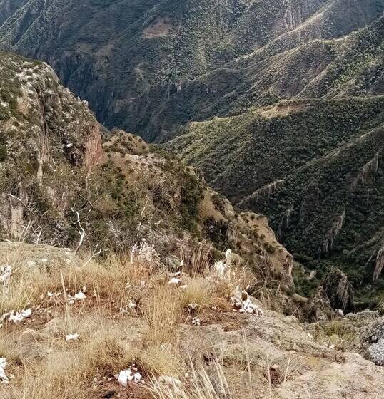 Cabañas Las Gemelas Barrancas Del Cobre