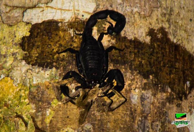 هتل Curuhuinsi Lodge