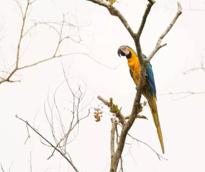 هتل Curuhuinsi Lodge