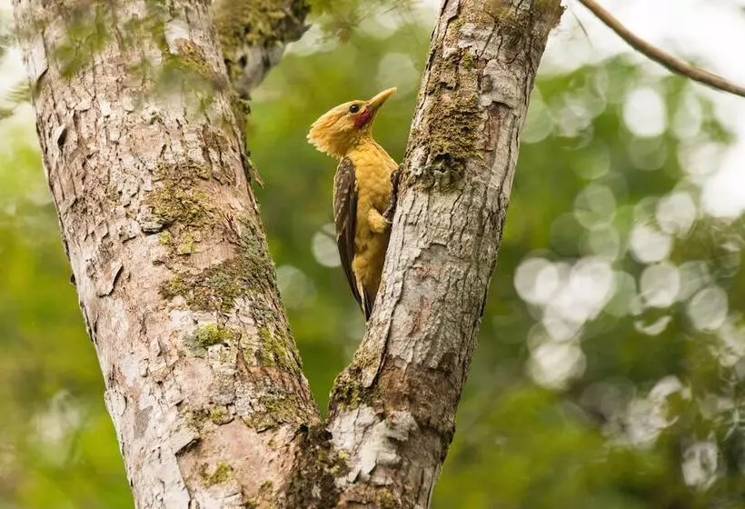 هتل Curuhuinsi Lodge