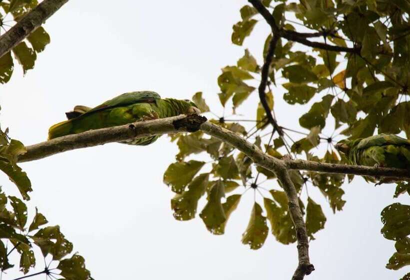 هتل Curuhuinsi Lodge