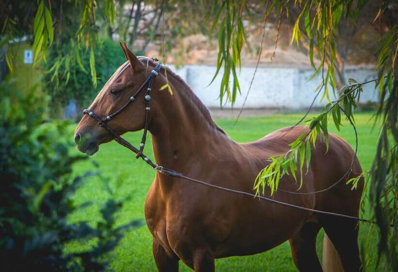 هتل Monteverde Boutique