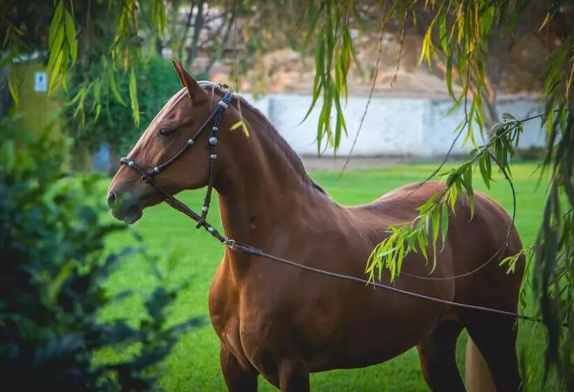 هتل Monteverde Boutique