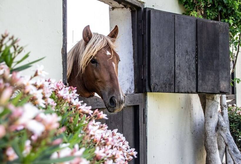 هتل Monteverde Boutique