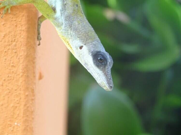 هتل Spring Gardens Resort