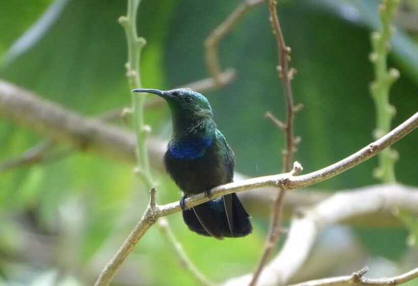 هتل Spring Gardens Resort