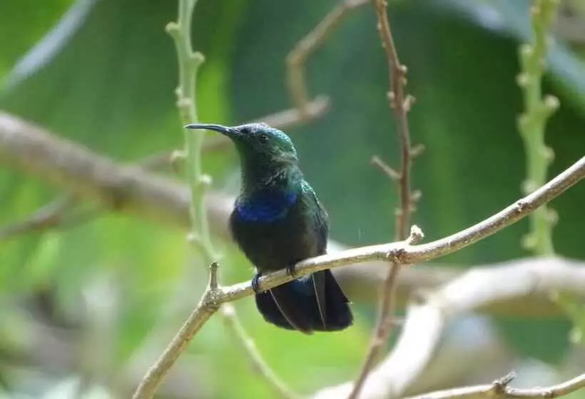 هتل Spring Gardens Resort