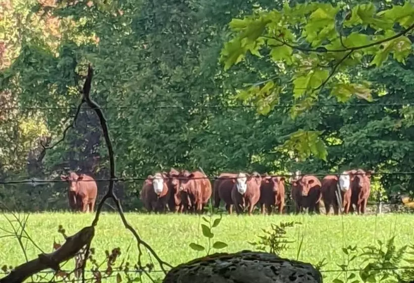 Aamiaismajoitus (B&B) The Buckmaster Inn