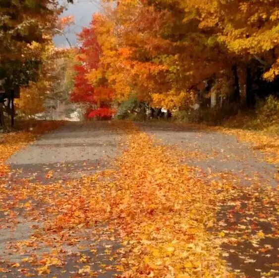 Aamiaismajoitus (B&B) The Buckmaster Inn