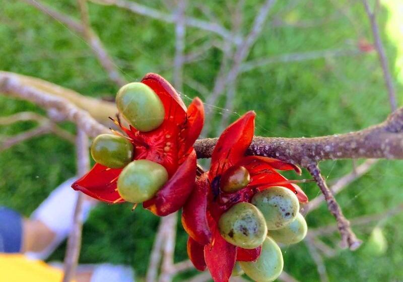 פנסיון Son River House