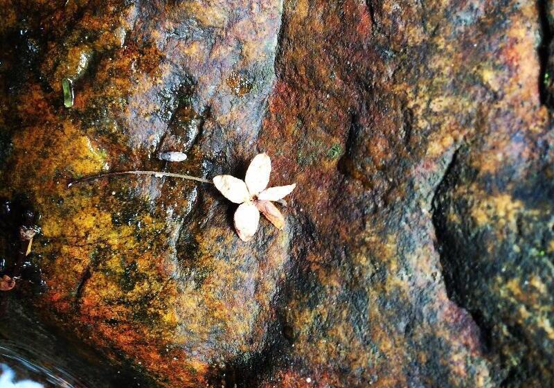 פנסיון Son River House