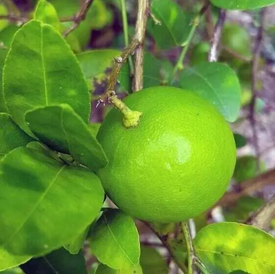 مسافرخانه Cerrito Tropical