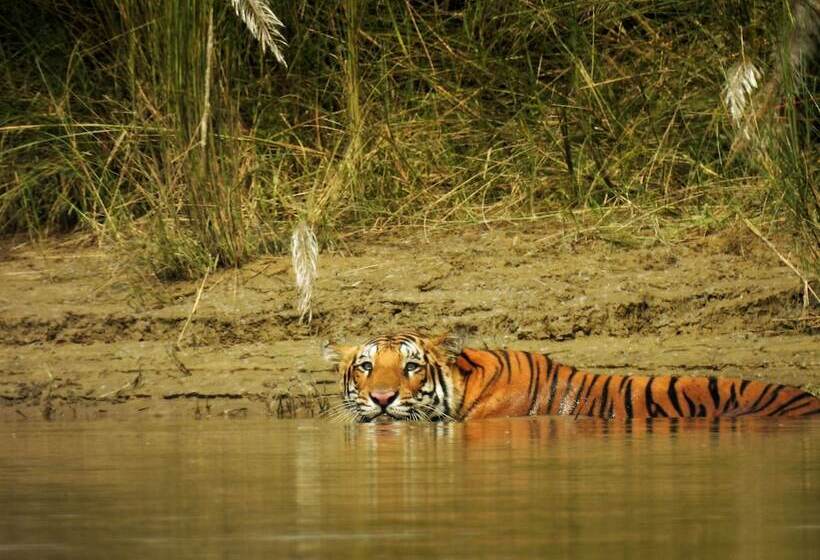 هتل Barahi Jungle Lodge