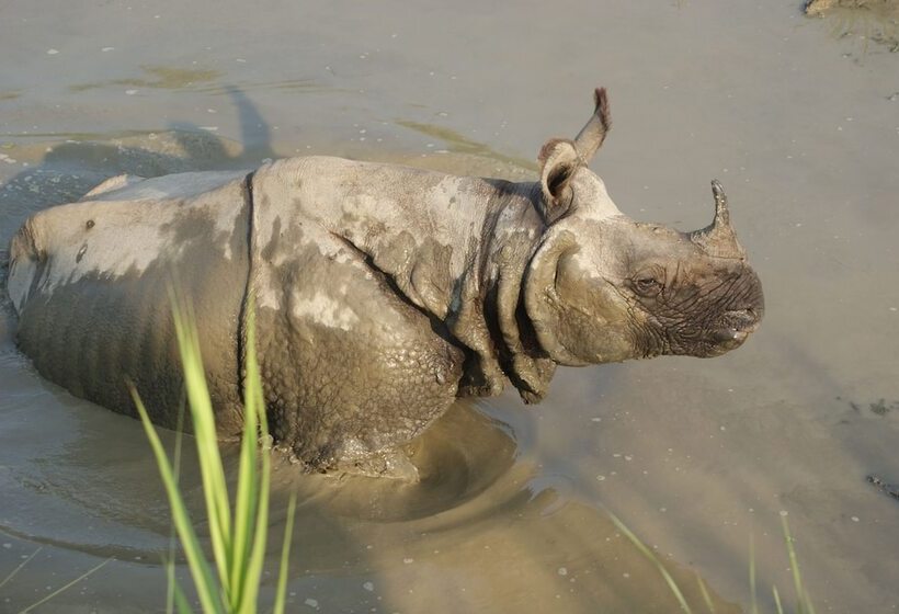 هتل Barahi Jungle Lodge