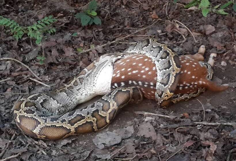 هتل Barahi Jungle Lodge