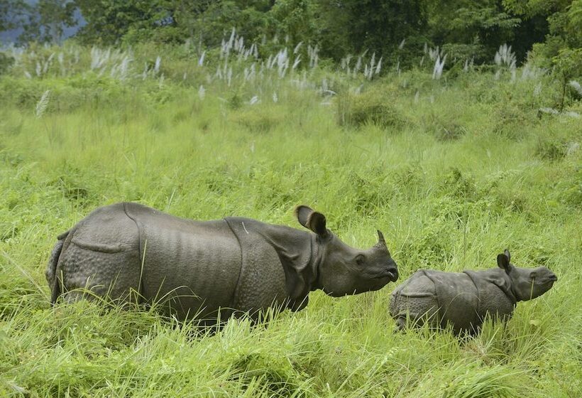 هتل Barahi Jungle Lodge