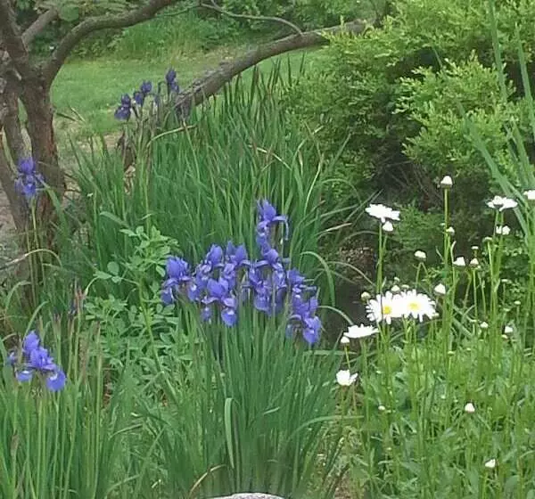 Loya S Little House Bed & Breakfast