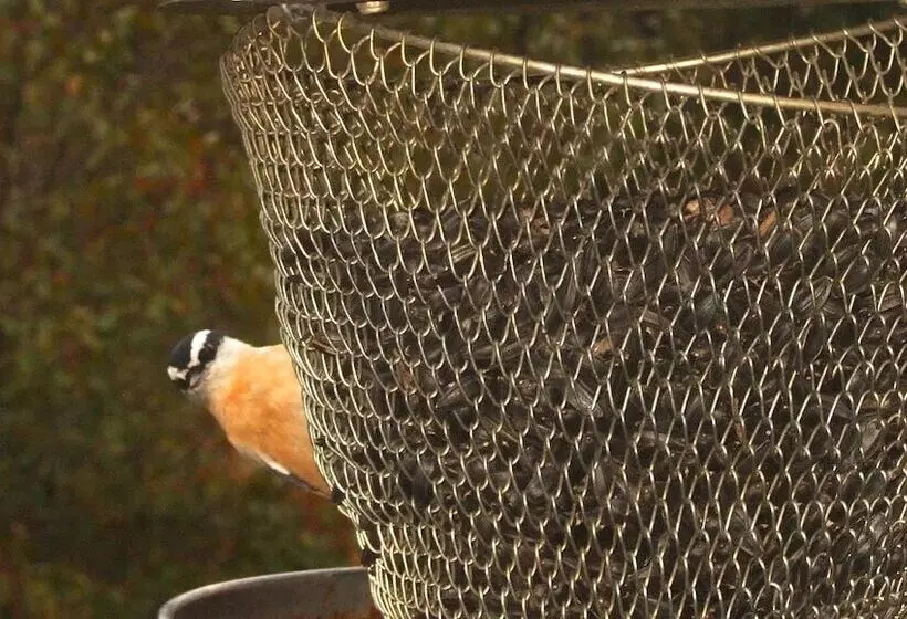 Loya S Little House Bed & Breakfast