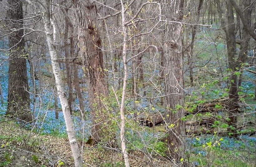 Loya S Little House Bed & Breakfast