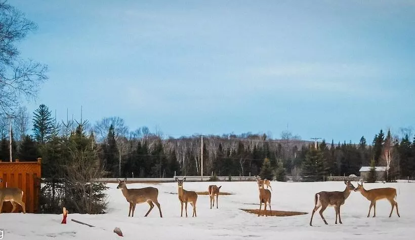 Auberge Motel Godard