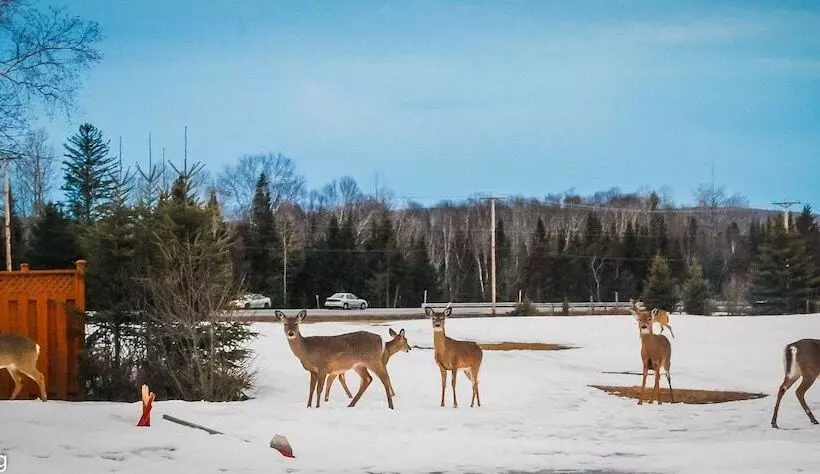 Auberge Motel Godard