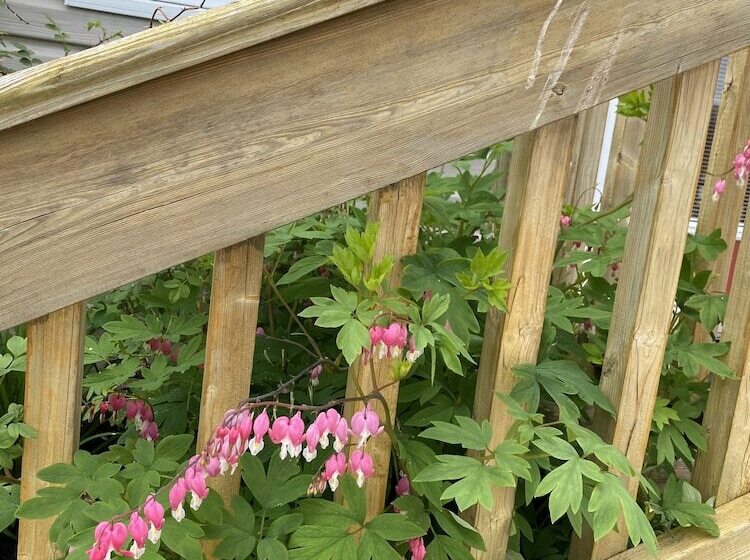 Cavendish Lodge & Cottages