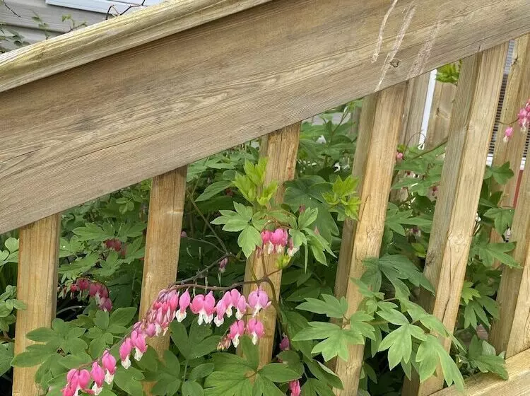 Cavendish Lodge & Cottages