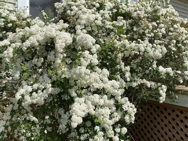 Cavendish Lodge & Cottages