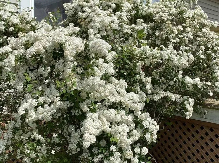 Cavendish Lodge & Cottages