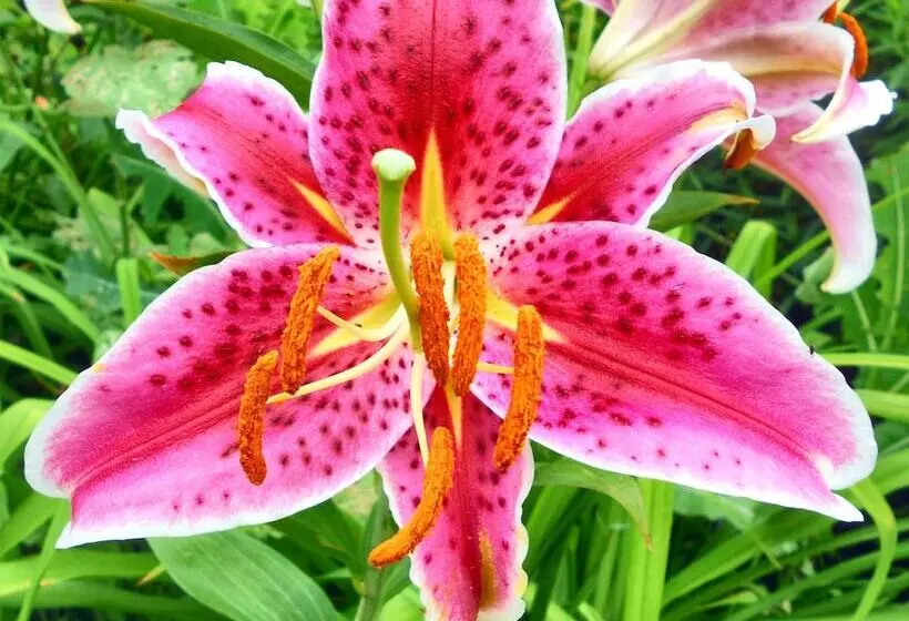 Cupola Inn Bed & Breakfast