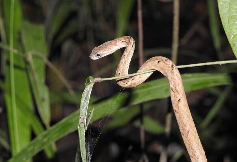 Hotel Bilit Adventure Lodge