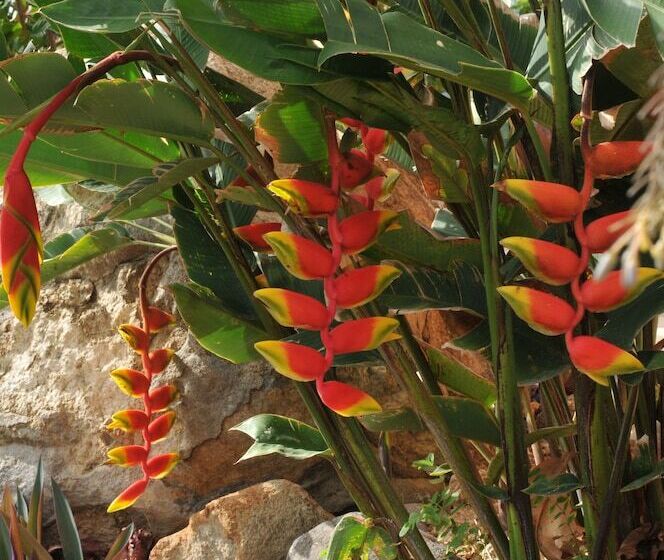 هتل Mango Island Lodges