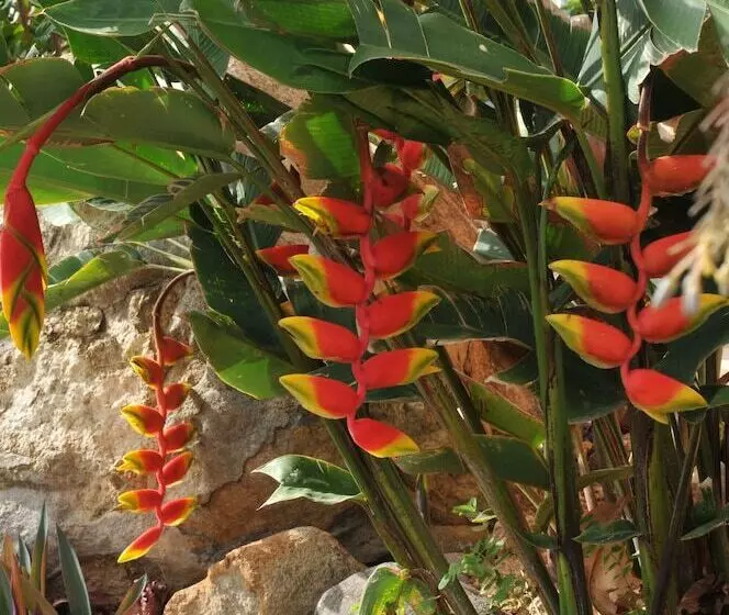 هتل Mango Island Lodges