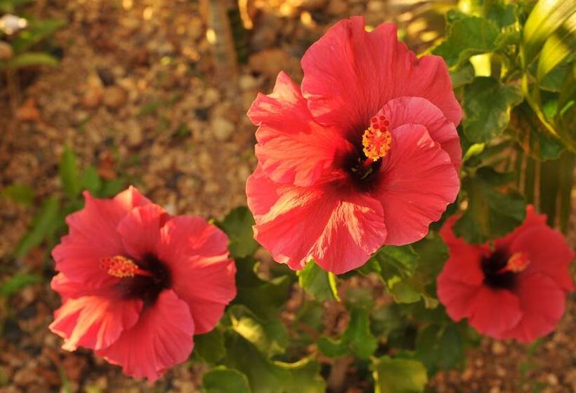 هتل Mango Island Lodges