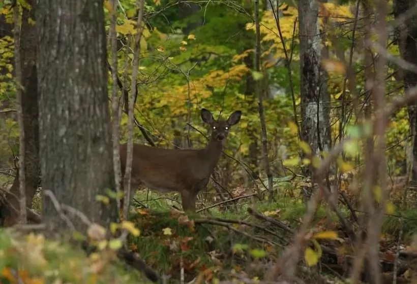 Motelli Chicaugon Lake Inn